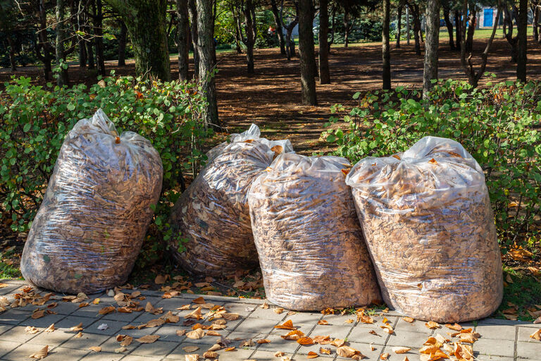 harvesting-autumn-leaves-in-large-plastic-bags-cleaning-the-park